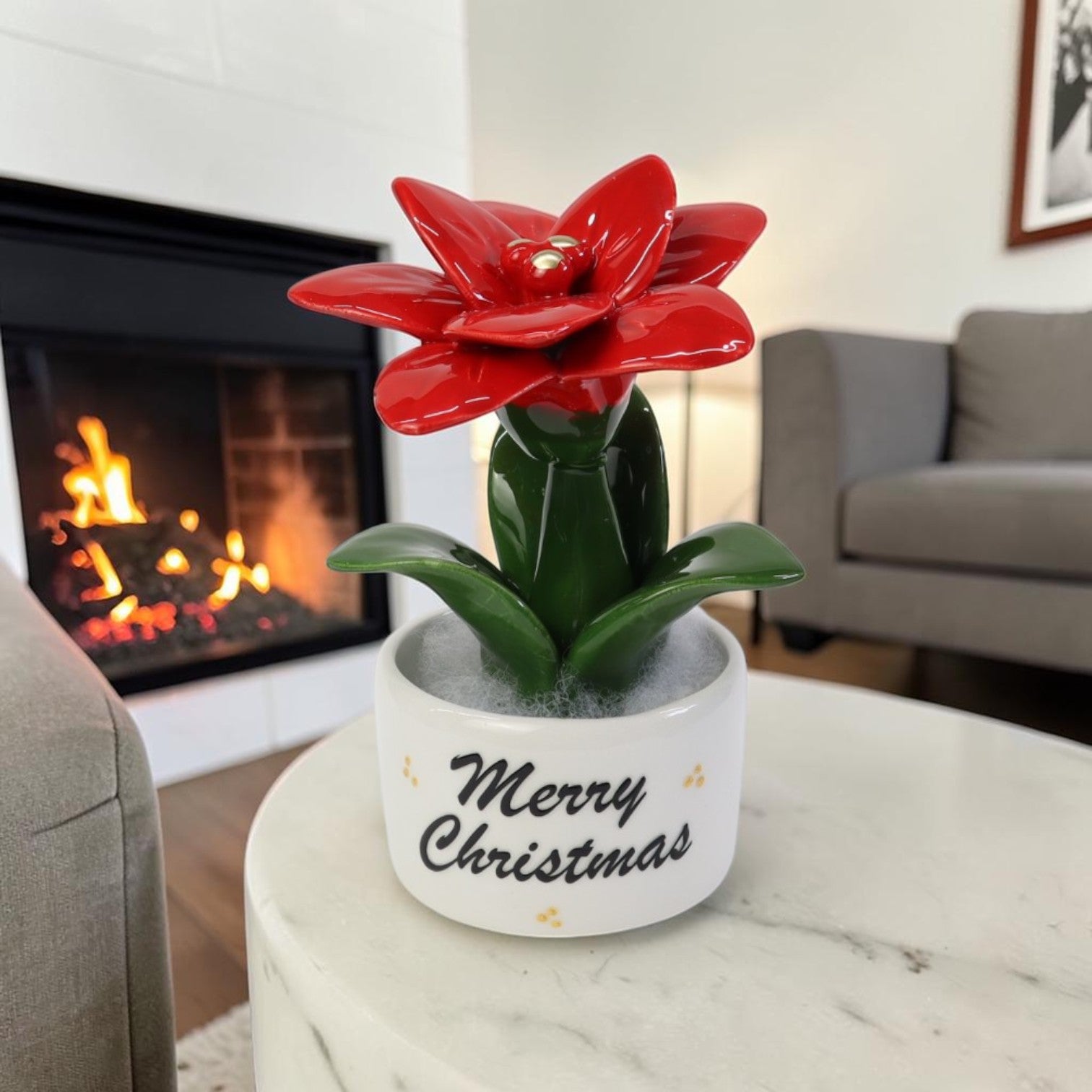 Piantina Stella di Natale