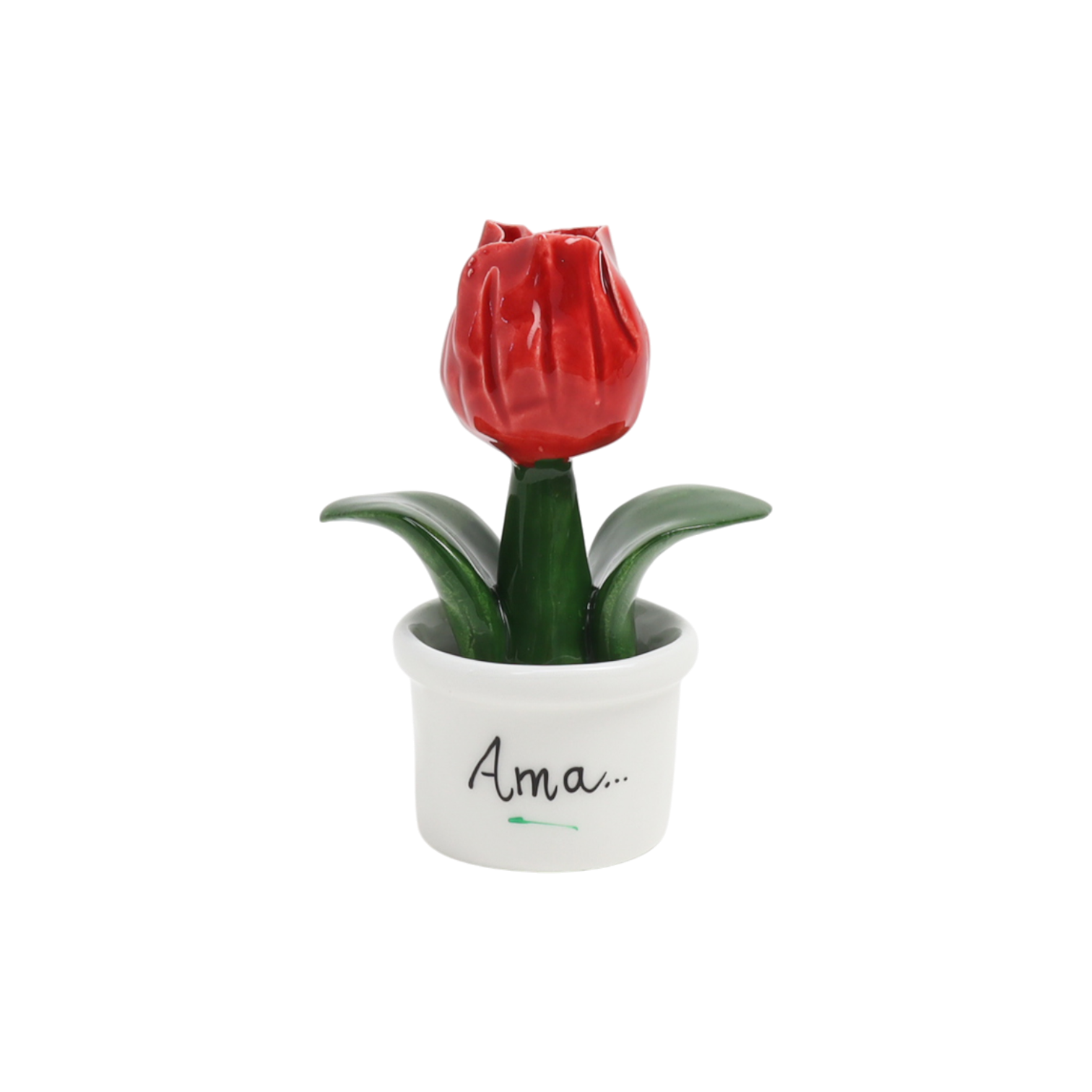 Piantina Tulipano