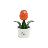 Piantina Tulipano