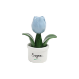 Piantina Tulipano