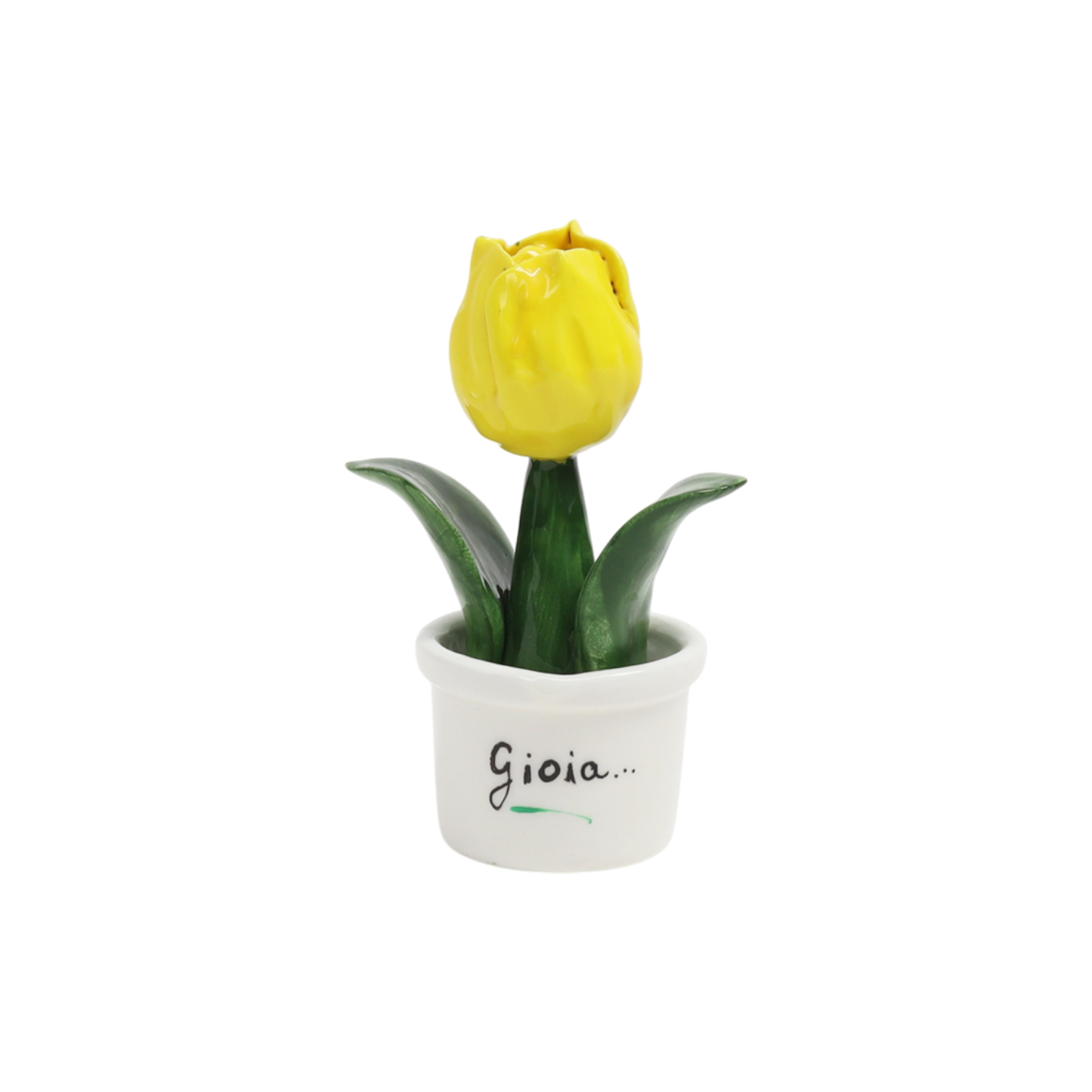 Piantina Tulipano