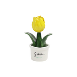 Piantina Tulipano