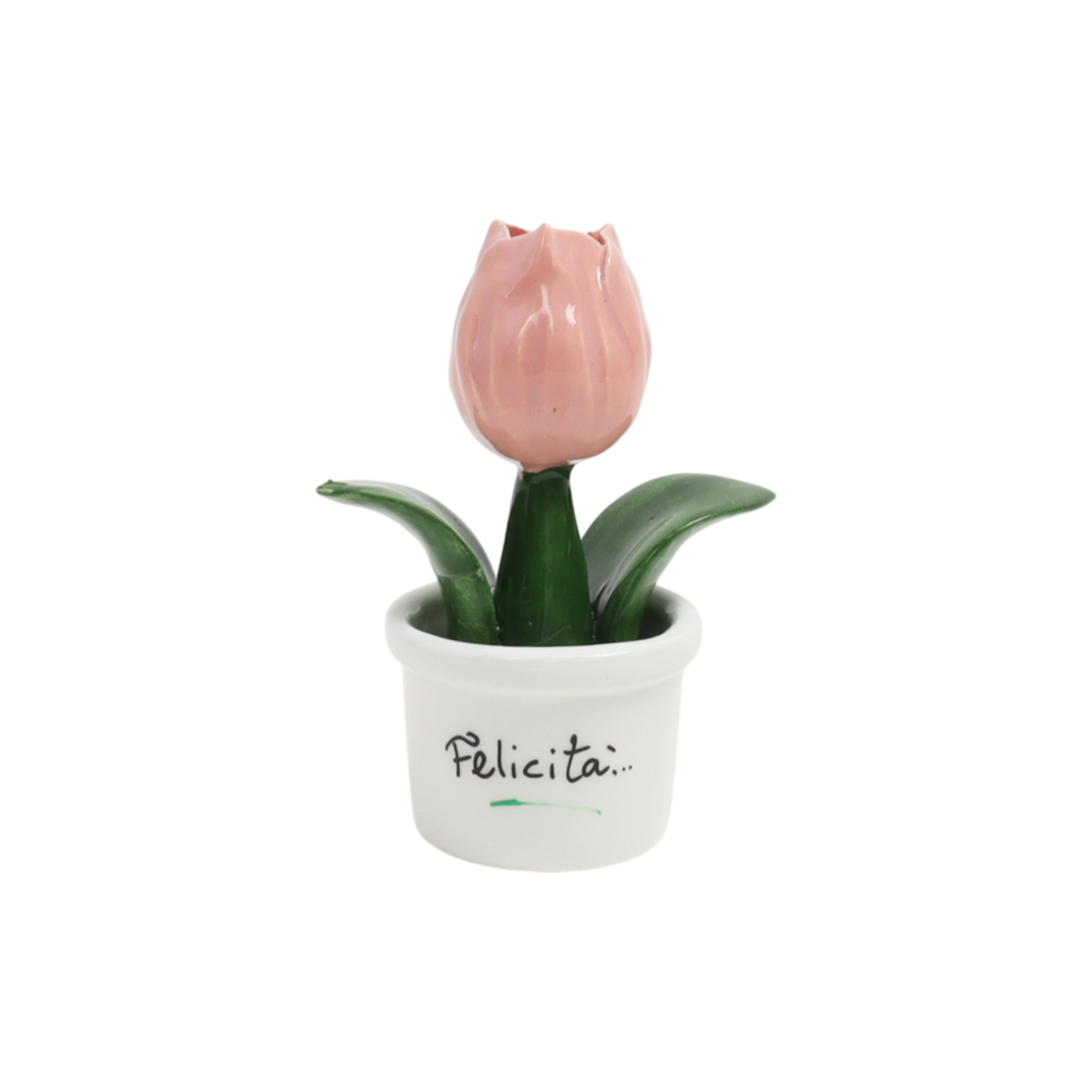 Piantina Tulipano