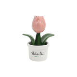 Piantina Tulipano Bomboniera
