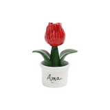Piantina Tulipano
