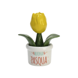Piantina Tulipano Buona Pasqua